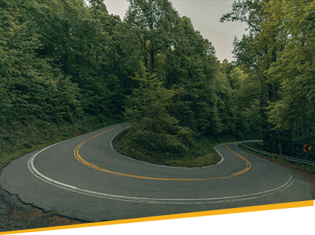 Winding Road Surrounded by Trees